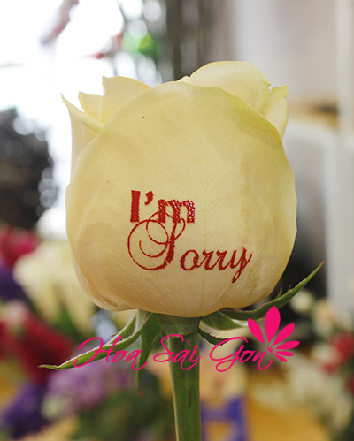 Hãy chọn “I’m Sorry - Anh xin lỗi” thay cho lời xin lỗi chân thành mà bạn muốn gửi đến đối phương nhé!