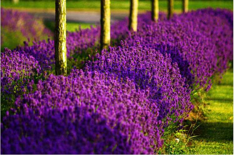 Cánh đồng lavender dưới ánh nắng chói chang