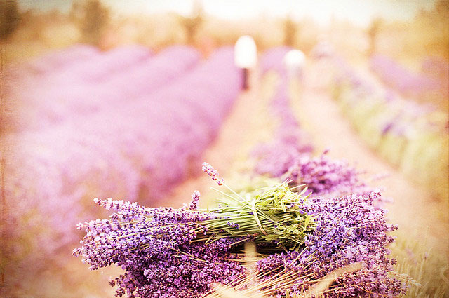 Những bó hoa lavender khô được thu hoạch