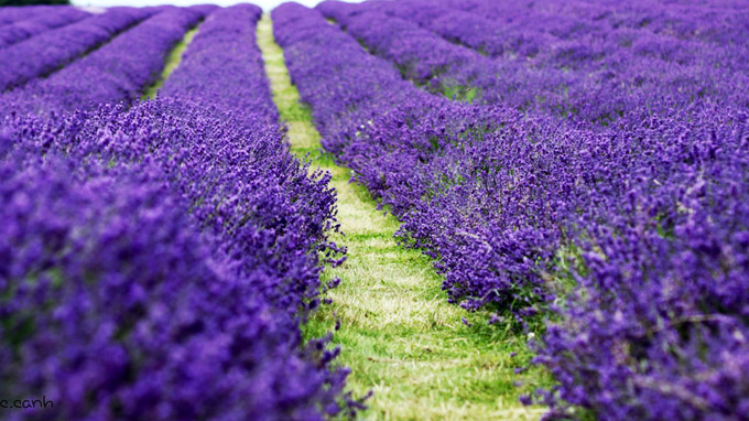 Cánh đồng lavender với sắc tím tươi