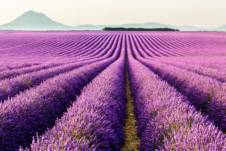 Những cánh đồng hoa nổi tiếng ở Pháp