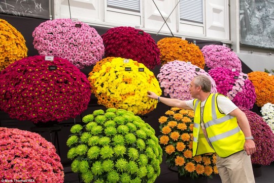 Lễ hội hoa “Chelsea flower show” tại thành phố Chelsea nước Anh