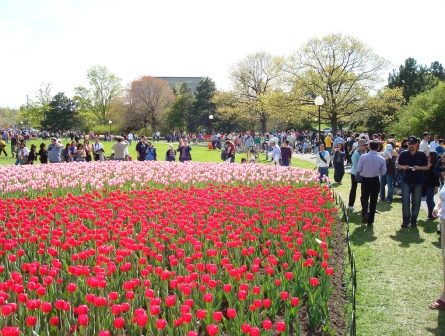 Lễ hội hoa Tulip tại Canada