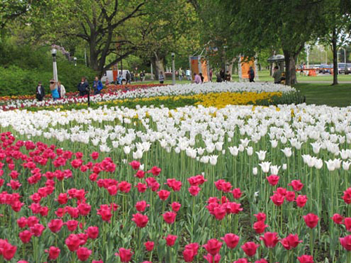 Lễ hội hoa Tulip tại Canada