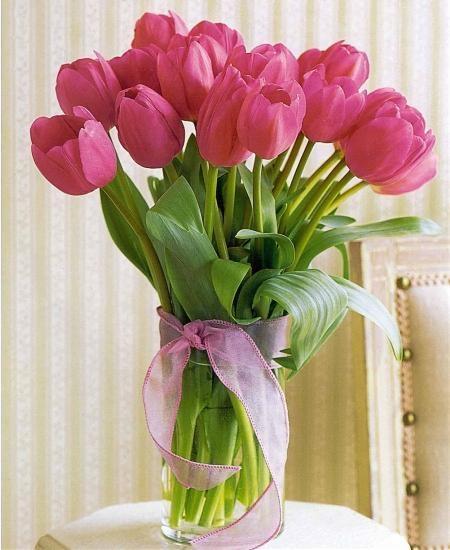 Hoa tulip tượng trưng cho vẻ đẹp mong manh yếu đuối