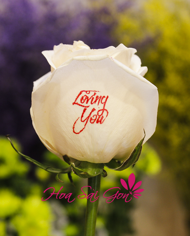 Hoa Speaking Roses Loving You