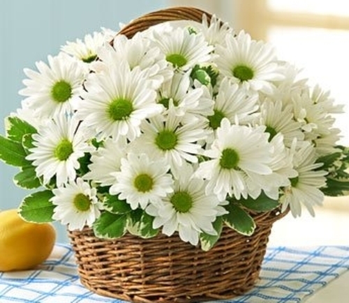 Giỏ hoa cúc trắng là món quà phù hợp nhất cho người vợ giản dị của bạn