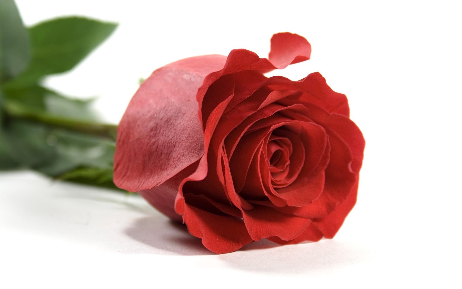Tặng một bông hồng đỏ cho đồng nghiệp để thể hiện tình cảm quý mến