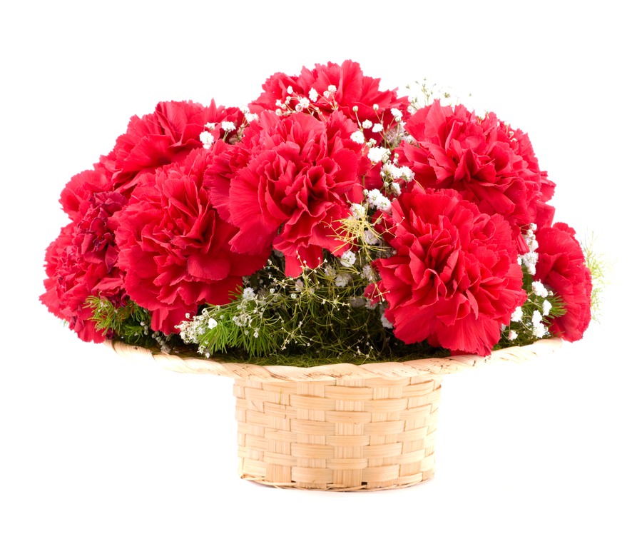 Hoa cẩm chướng đỏ có rất nhiều màu sắc tuy nhiên chỉ có cẩm chướng đỏ mới phù hợp để tặng sinh nhật bạn bè