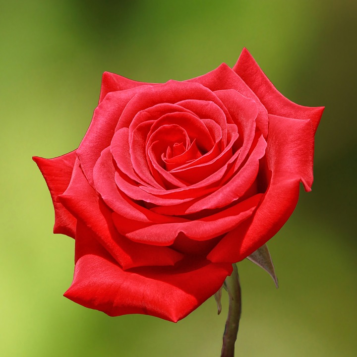 Hồng đỏ chính là loài hoa biểu tượng và đặc trưng của tình yêu lãng mạn