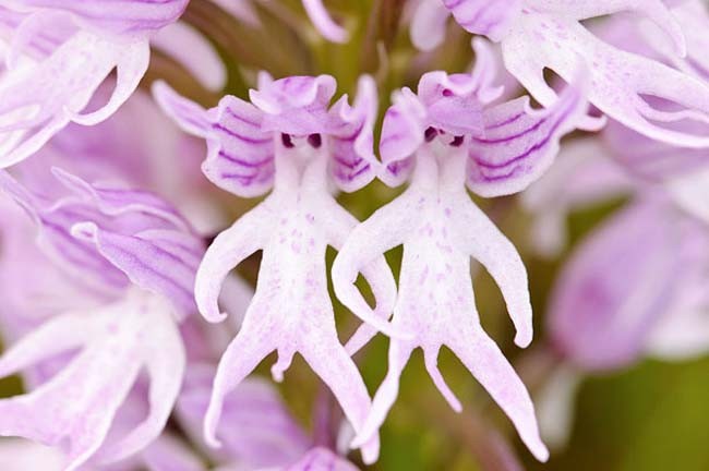 Loài hoa này có hình dáng giống như một con người
