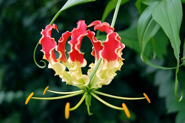 Loài hoa này mang trên mình màu sắc vô cùng sặc sỡ, nhưng vẫn rất tinh tế