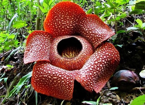 Hoa Rafflesia arnoldii