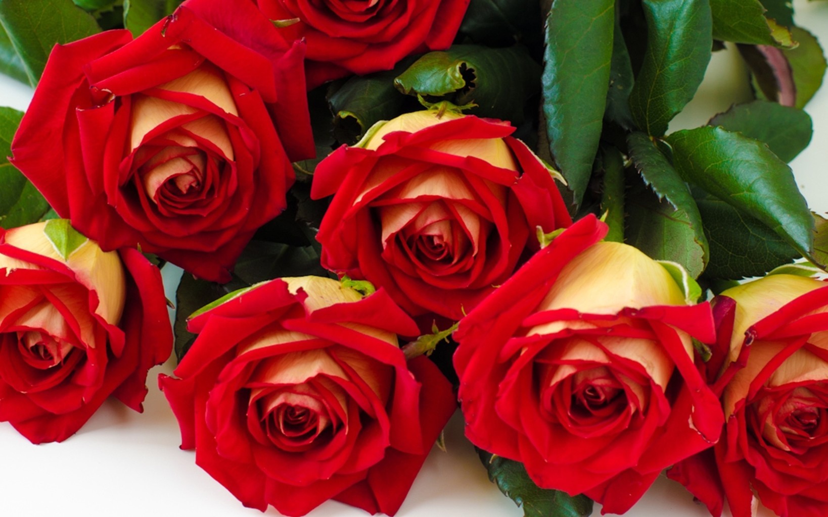 Hoa hồng đỏ thể hiện tình yêu nồng cháy dành tặng cho vợ hoặc bạn gái có tình cảm sâu đậm