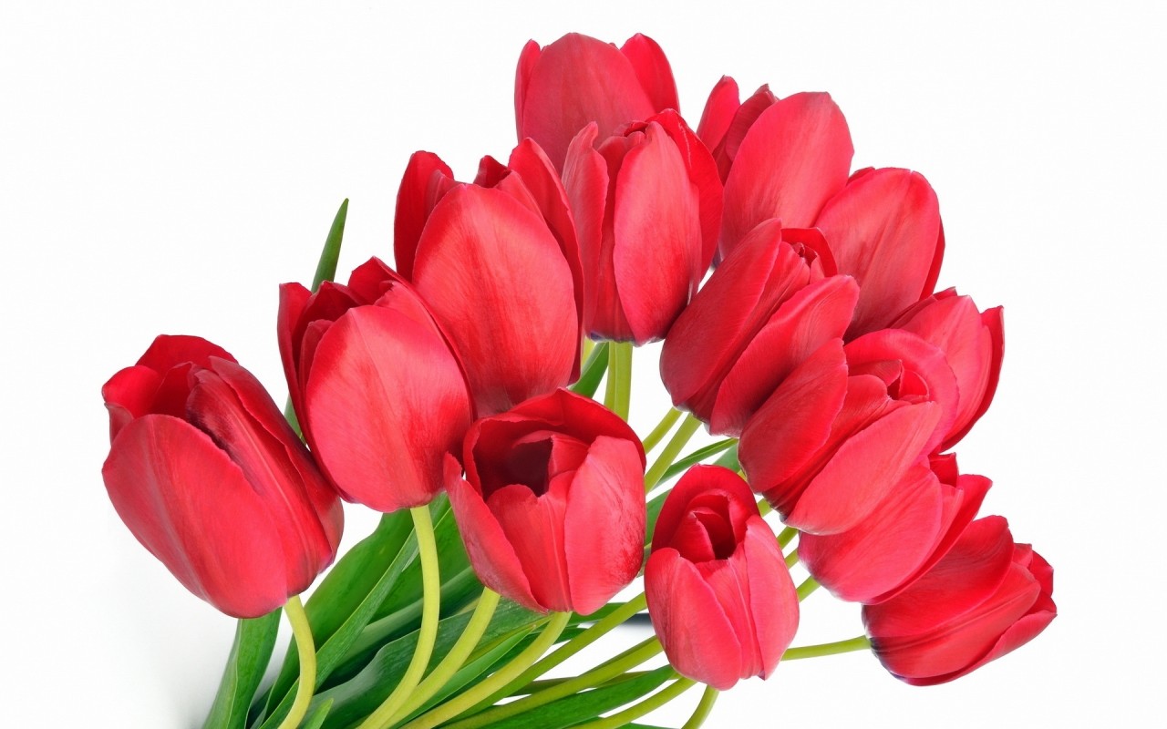 Những bông hoa tulip tượng trưng cho một tình yêu ngọt ngào và lâu bền thích hợp tặng cho người con gái mà bạn yêu thương