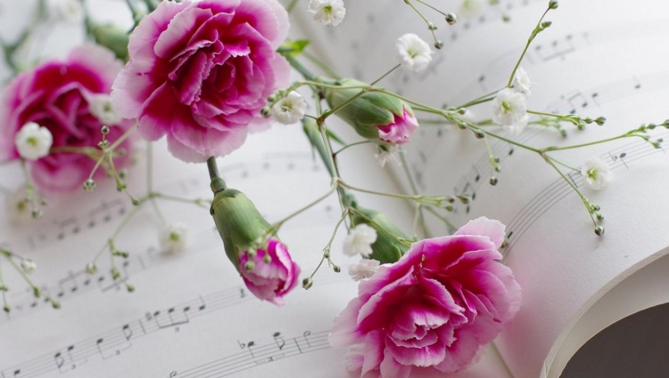 Những bông hoa cẩm chướng không chỉ đẹp mà còn có ý nghĩa sâu sắc còn được coi là món quà tuyệt vời để tặng mẹ thân yêu