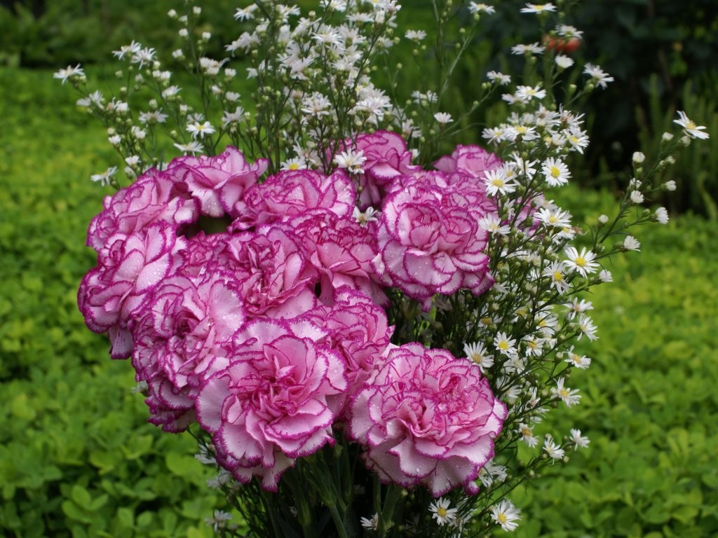 Bó hoa đẹp kết bằng hoa cẩm chướng tặng thầy cô giáo như một lời tri ân chân thành gửi đến thầy cô giáo thân yêu của chúng ta