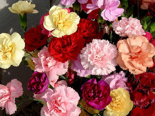 Tặng hoa cẩm chướng vào ngày của Mẹ