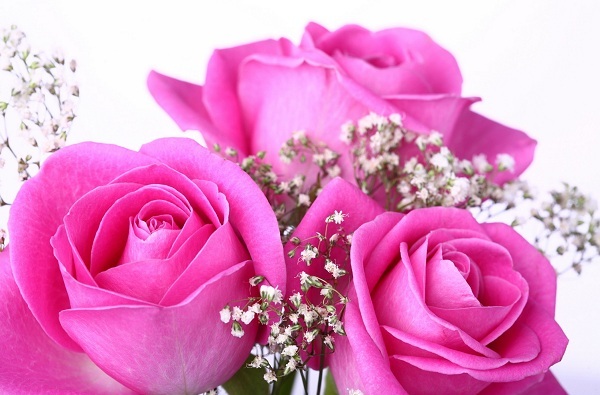 Hoa là món quà tuyệt vời nhắn gửi tình cảm chân thành từ trái tim