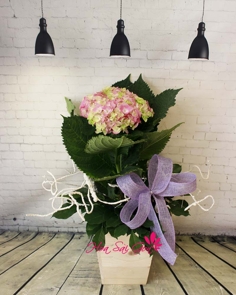 Chậu hoa cẩm tú cầu Như đã dấu yêu Chậu hoa cẩm tú cầu Như đã dấu yêu