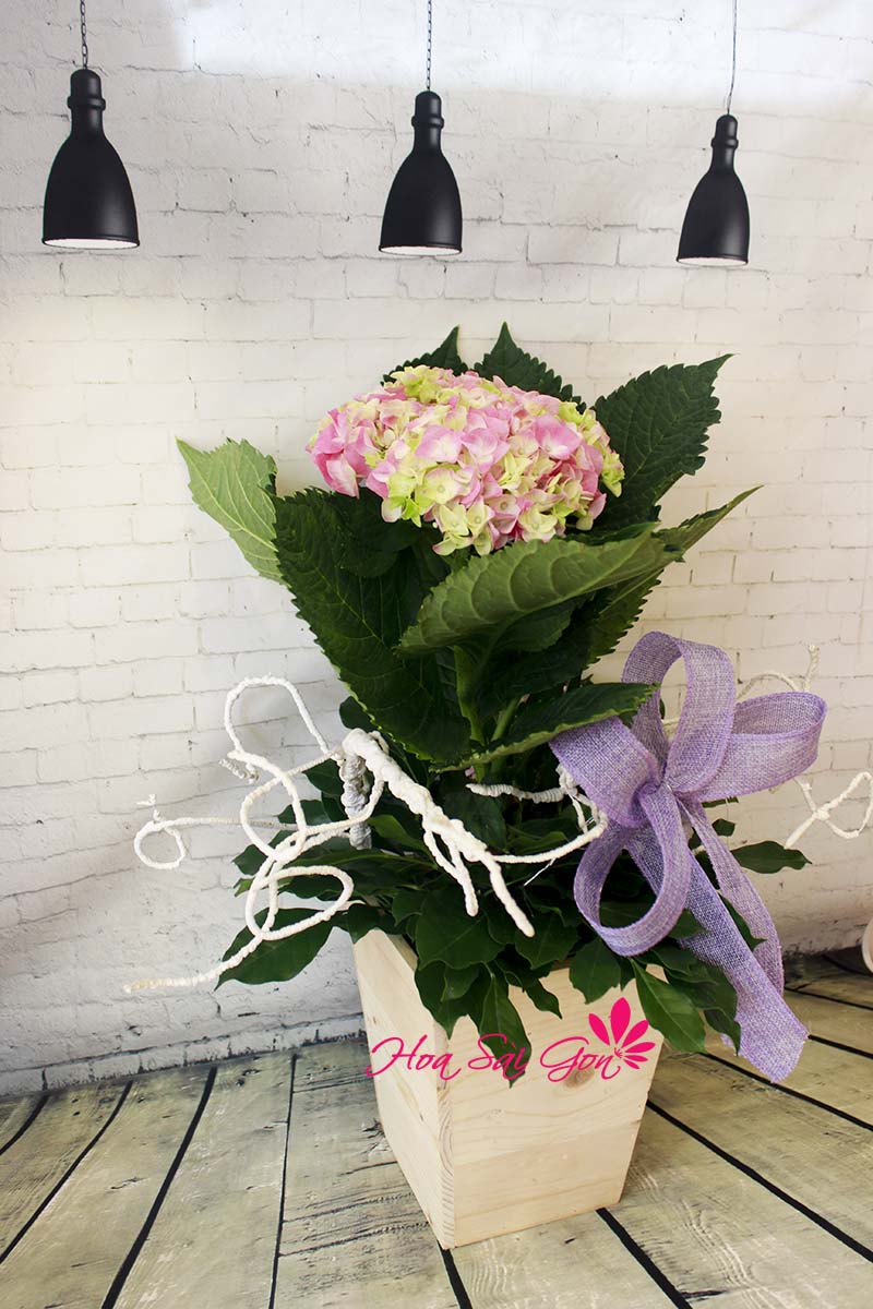 Là quà tặng cho những người thân yêu Là quà tặng cho những người thân yêu