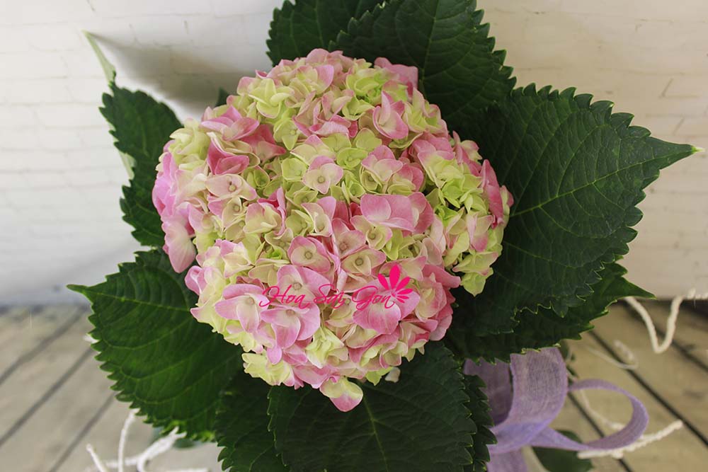 Đóa hoa xinh tươi rạng ngời làm xuyến xao mọi ánh nhìn Đóa hoa xinh tươi rạng ngời làm xuyến xao mọi ánh nhìn