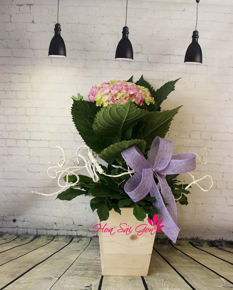 Hoa cẩm tú cầu chính là loài hoa có nguồn gốc xuất xứ từ Nhật Bản Hoa cẩm tú cầu chính là loài hoa có nguồn gốc xuất xứ từ Nhật Bản