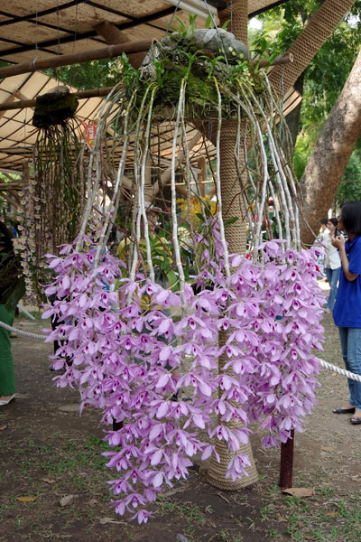 phong lan rừng trong hội hoa xuân 2013