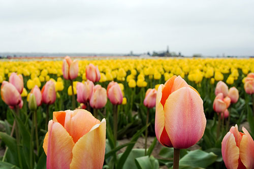 sự tích hoa tulip