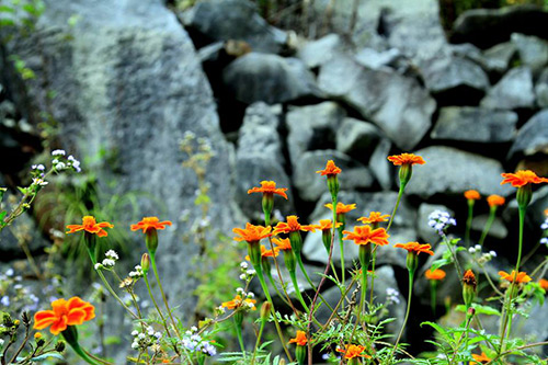 Đẹp mê mẩn loài hoa nở trên đá khắp dọc đường