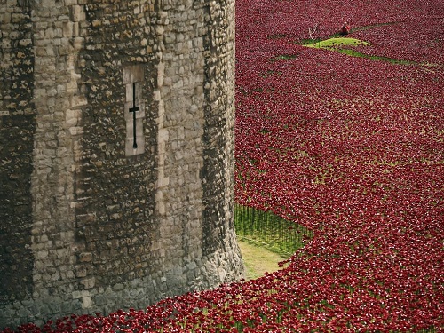 Tràn ngập hoa anh túc đỏ bằng gốm dưới chân Tháp London