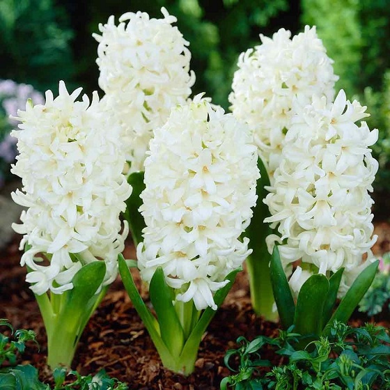 Dạ Lan Hương là loài hoa có màu trắng tinh khôi