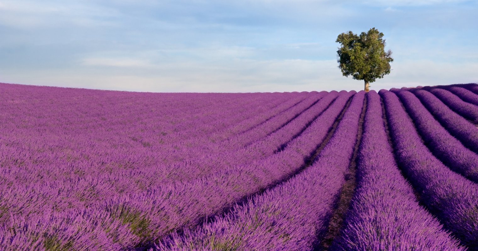 Hoa Lavender (còn gọi là hoa oải hương) cực kỳ nổi tiếng ở miền Nam nước Pháp