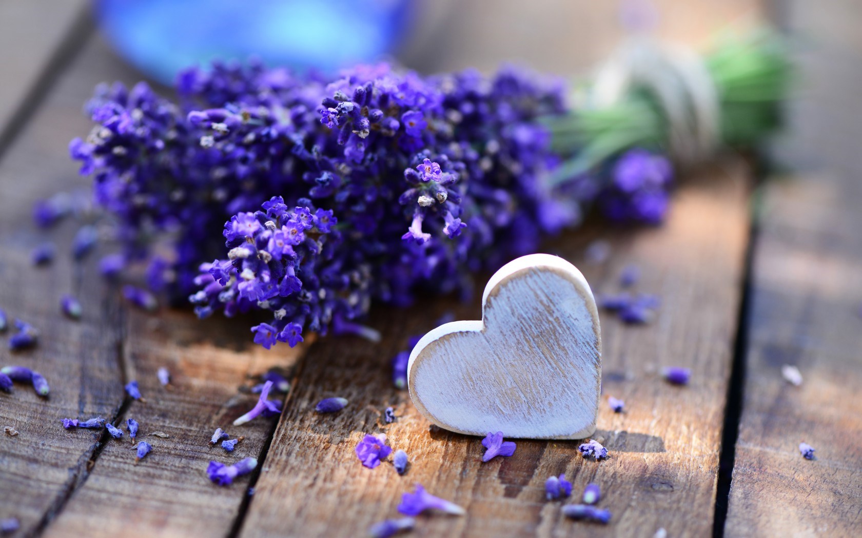hoa lavender có màu tím mang ý nghĩa thủy chung, chân thành và mùi hương thơm ngát sẽ làm rung động mọi trái tim