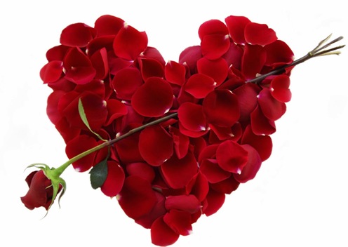 Tặng hoa hồng đỏ là cách thể hiện tình yêu của mình dành cho người ấy