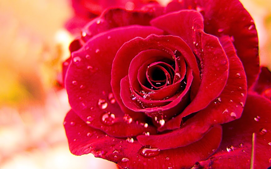 Hoa hồng đỏ tượng trưng cho tình yêu cháy bỏng