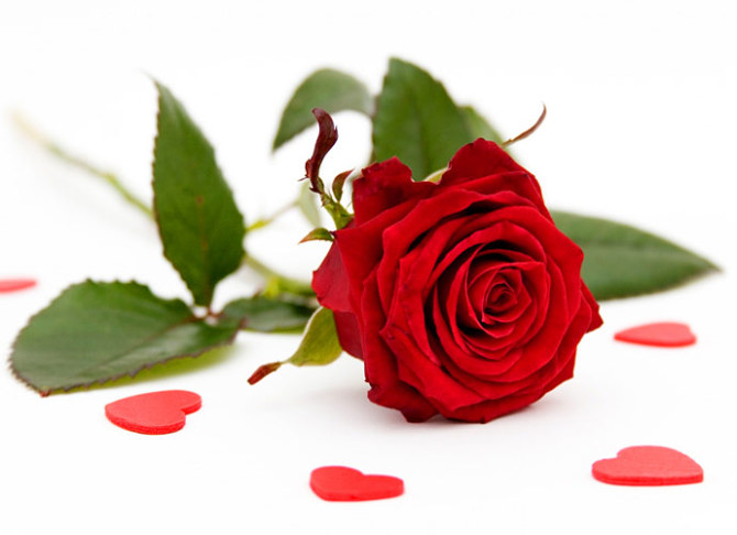 Hoa hồng đỏ chính là chúa tể của các loại hoa hồng