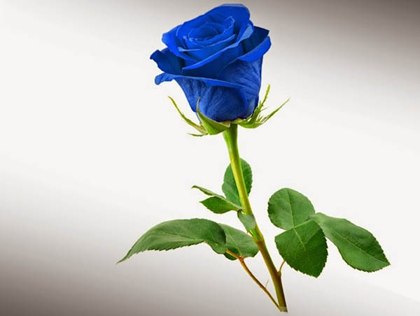 Hoa hồng xanh tượng trưng cho những điều bí ẩn 