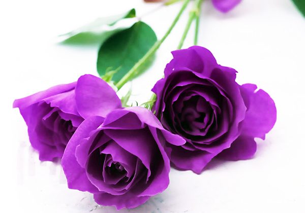 Bông hồng tặng sinh nhật màu tím