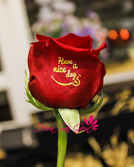 Bông hồng tặng sinh nhật là hoa biết nói