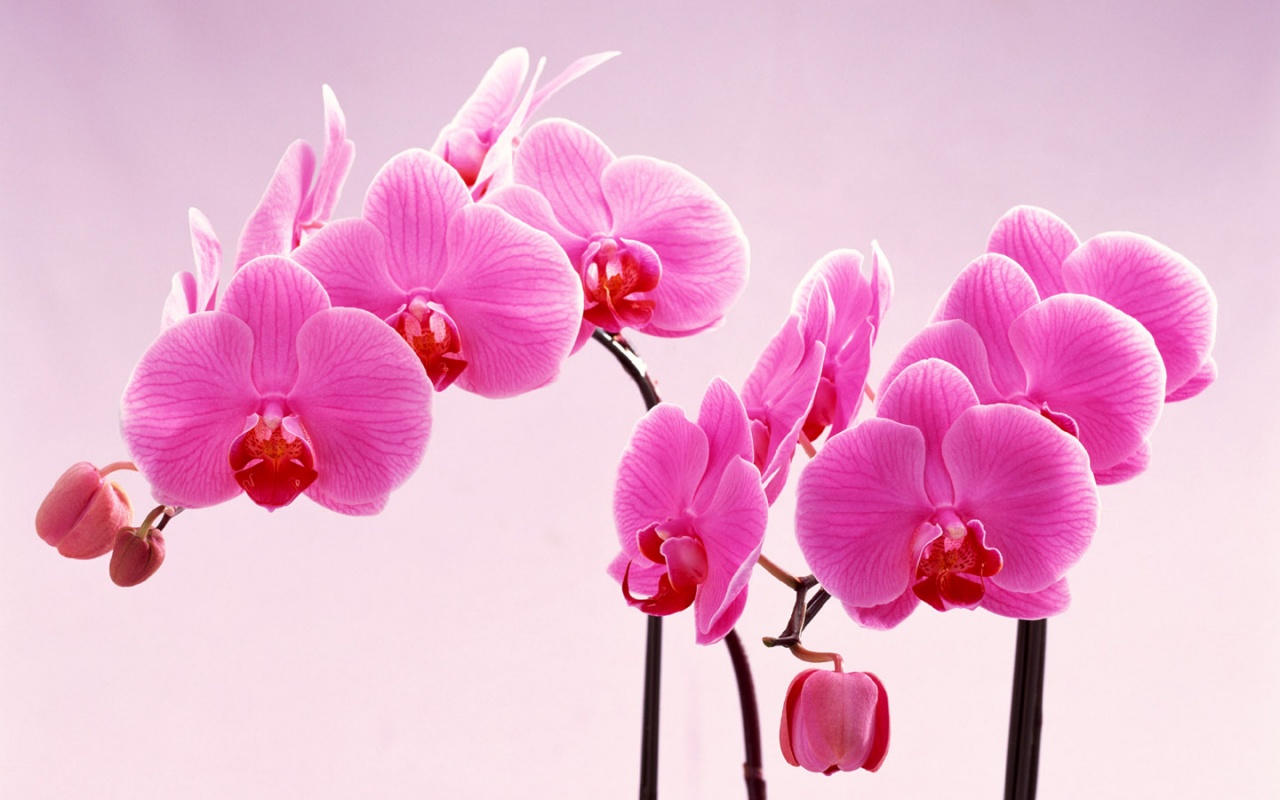 Lan là loài hoa mang vẻ đẹp kiềm diễm cùng hương thơm vô cùng sang trọng và quý phái