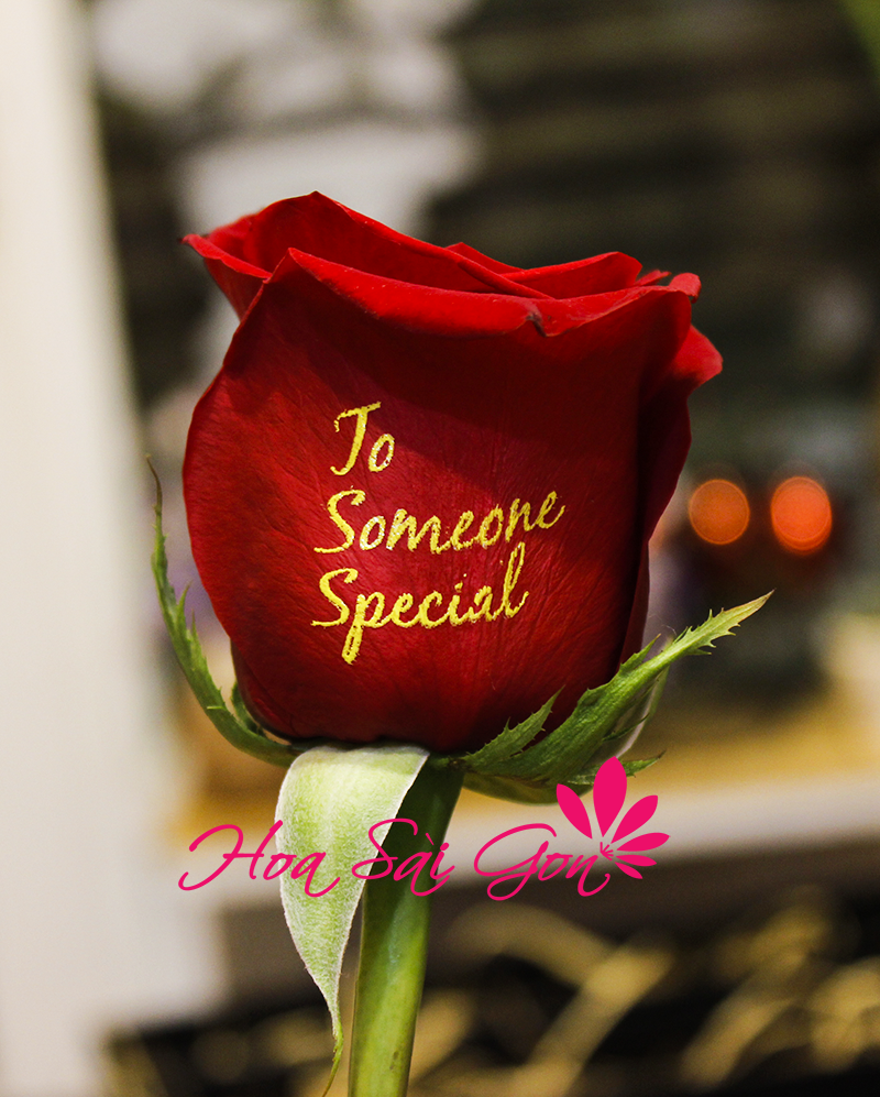 Dòng chữ “To someone special” màu vàng đồng được in trên nền cánh hoa hồng đỏ sắc thắm