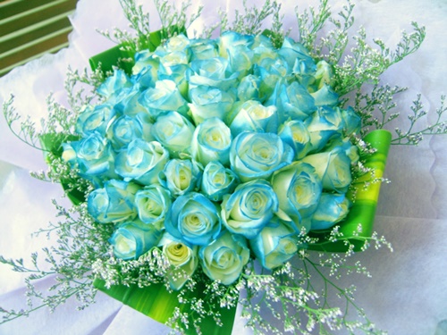 Bó hoa hồng xanh lam nhẹ nhàng và tuyệt diệu