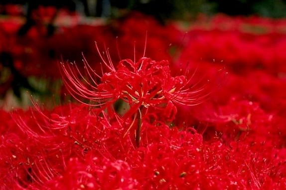 Hoa Bỉ Ngạn xinh đẹp với màu hoa đỏ thắm
