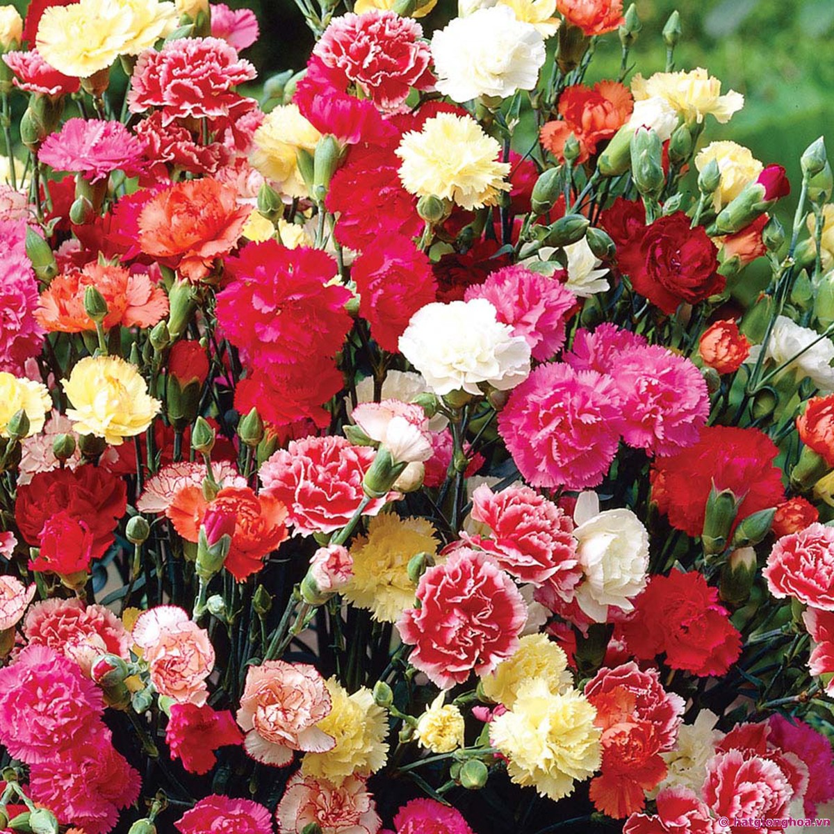 Hoa cẩm chướng là một loài hoa đặc biệt dành tặng mẹ vì nó dùng để bày tỏ tình yêu và sự kính mến