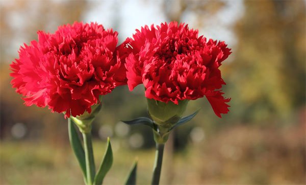 Hoa cẩm chướng màu đỏ tượng trưng cho sự ngưỡng mộ, cho tình yêu sâu sắc