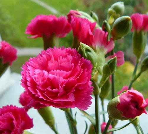 Cẩm chướng hồng là biểu tượng của tình yêu