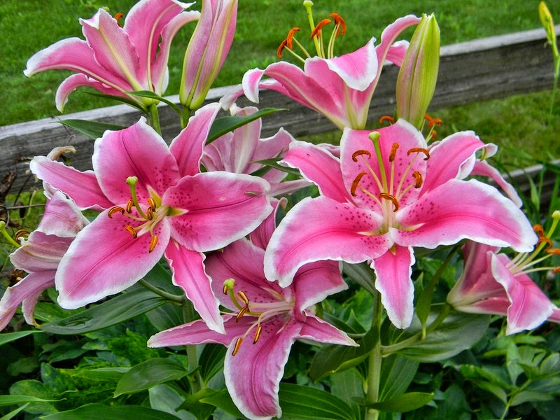 Hoa Lily  là một biểu tượng của tình yêu của mẹ, thầy cô