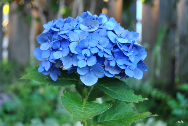 Hoa cẩm tú cầu màu xanh dương