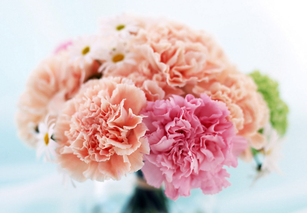 Hoa cẩm chướng hồng tặng mẹ tượng trưng ý nghĩa về lòng quý mến và tình yêu thanh cao